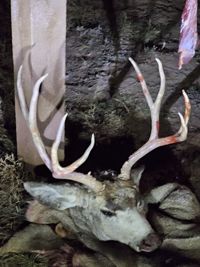 Rons Taxidermy and Gun - Store photo