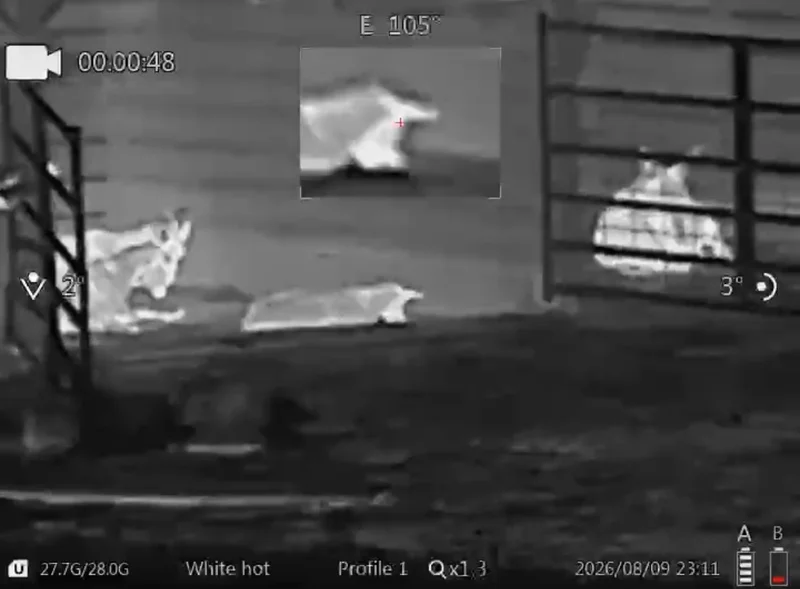 Goyojo GRS225RF picture in picture window at 1.3x zoom, magnifying the reticle over a cow