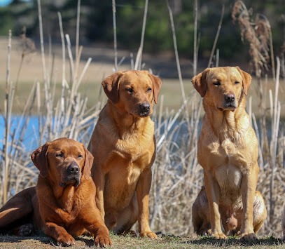 Wildrose Kennels - Store photo