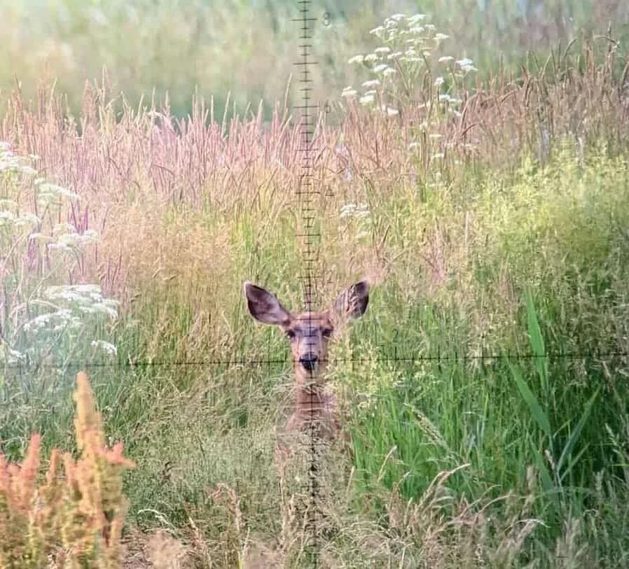 frontal shot at deer scoped in