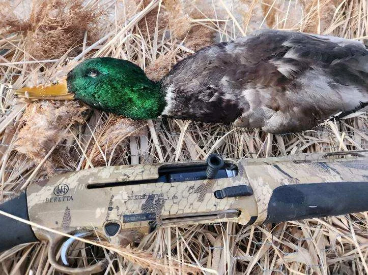 beretta a400 xtreme plus hunt duck