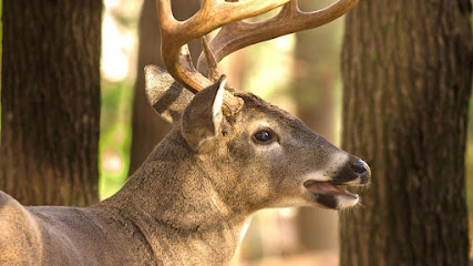Twisted Tines Taxidermy - Store photo