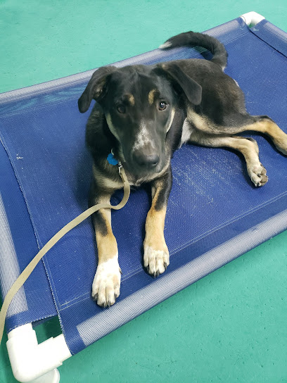 South Paw Obedience Training - Store photo